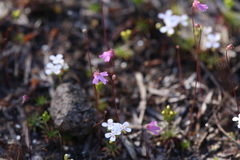 Utricularia multifida
