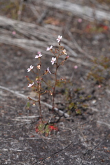 Stylidium assimile