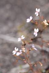 Stylidium assimile