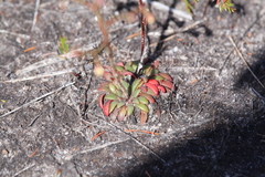 Stylidium assimile