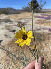 Helianthus petiolaris canescens
