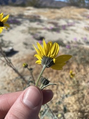 Helianthus petiolaris canescens