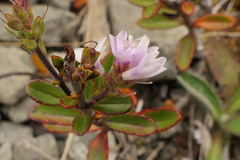 Veronica pentasepala