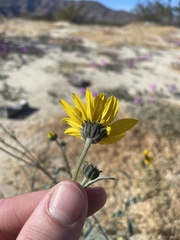 Helianthus petiolaris canescens