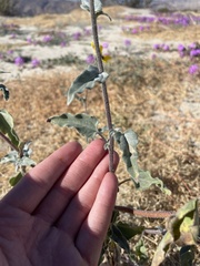 Helianthus petiolaris canescens