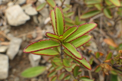 Veronica pentasepala