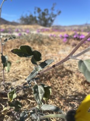 Helianthus petiolaris canescens