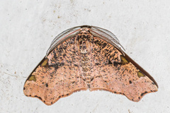 Achrosis costimaculata
