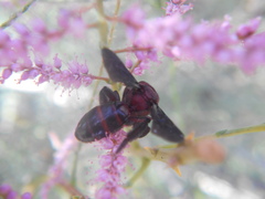 Andrena