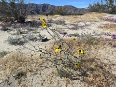 Helianthus petiolaris canescens