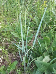 Thinopyrum intermedium