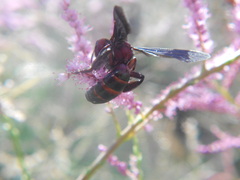 Andrena