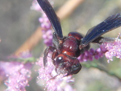 Andrena