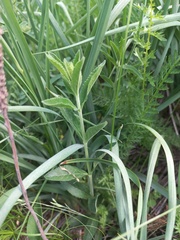 Veronica spuria