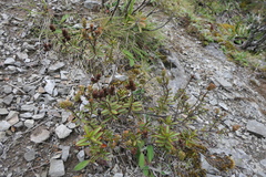 Veronica pentasepala