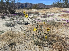 Helianthus petiolaris canescens