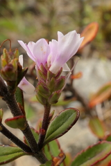 Veronica pentasepala