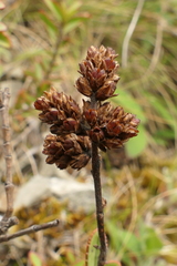 Veronica pentasepala