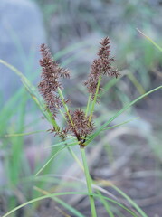 Cyperus lucidus