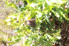 Banksia quercifolia