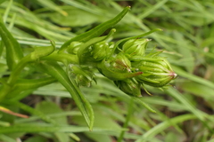 Dolichoglottis lyallii