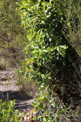 Banksia quercifolia