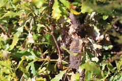 Banksia quercifolia