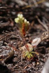 Drosera roseana