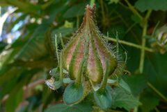 Hibiscus surattensis