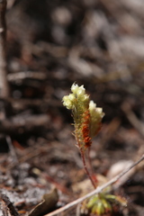 Drosera roseana