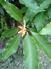 Magnolia champaca