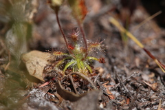 Drosera roseana