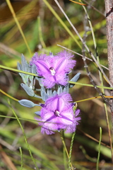 Thysanotus multiflorus