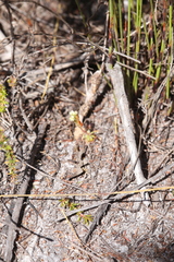 Drosera roseana