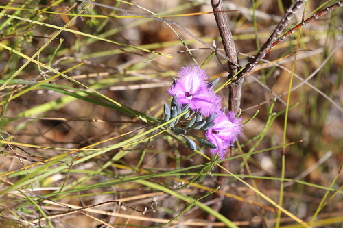 Image of Thysanotus multiflorus by (c) Hugo Innes, some rights reserved (CC BY)
