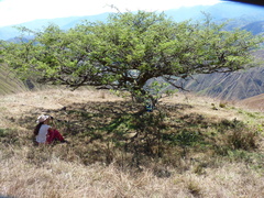 Vachellia macracantha