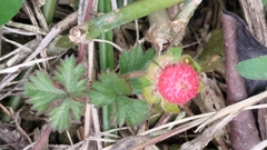Potentilla hebiichigo