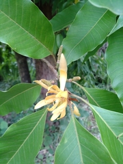 Magnolia champaca