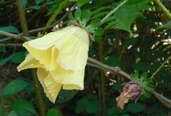 Hibiscus surattensis