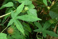 Hibiscus surattensis