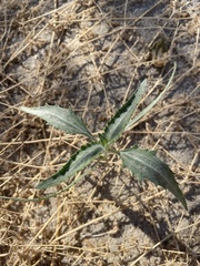 Dicoria canescens