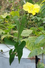 Merremia hederacea