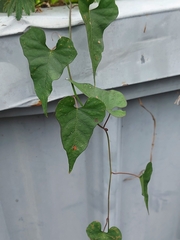 Merremia hederacea