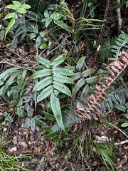 Blechnum procerum