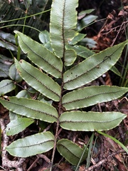Blechnum procerum