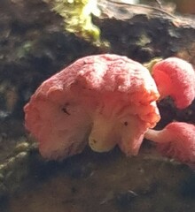 Mycena roseoflava