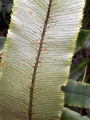 Blechnum procerum