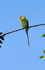 Psittacula cyanocephala