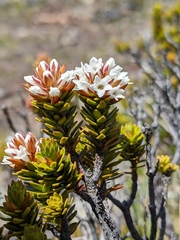 Archeria serpyllifolia