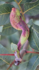 Baizongia pistaciae